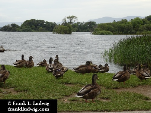 Lough Leane